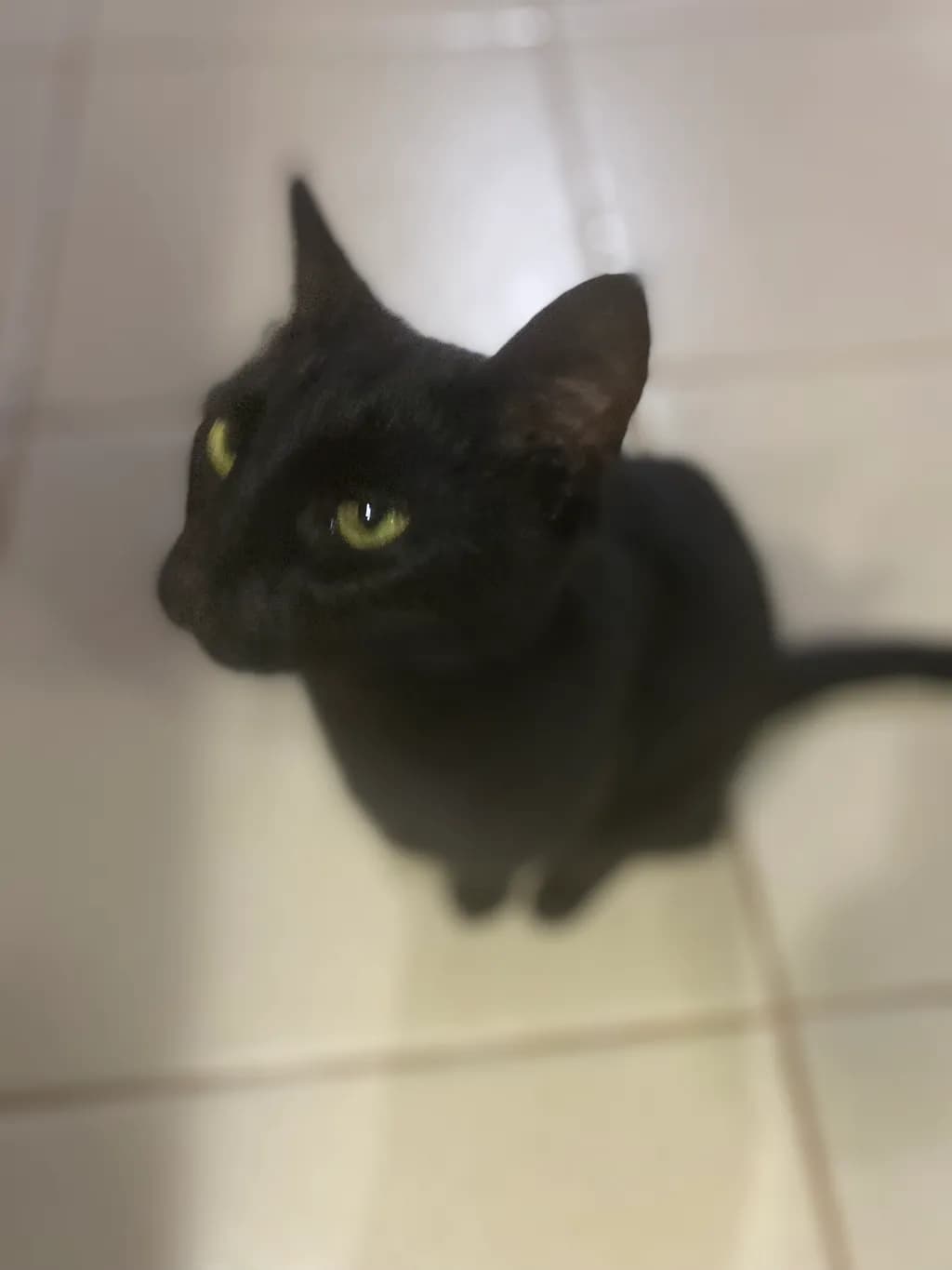 Mystic Gaze