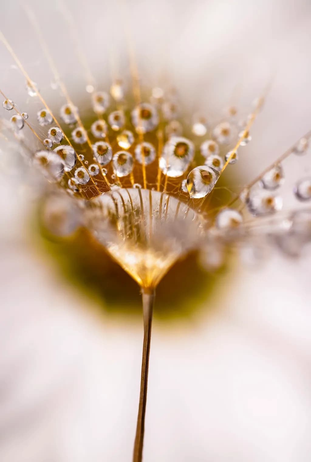 Dewdrop Elegance