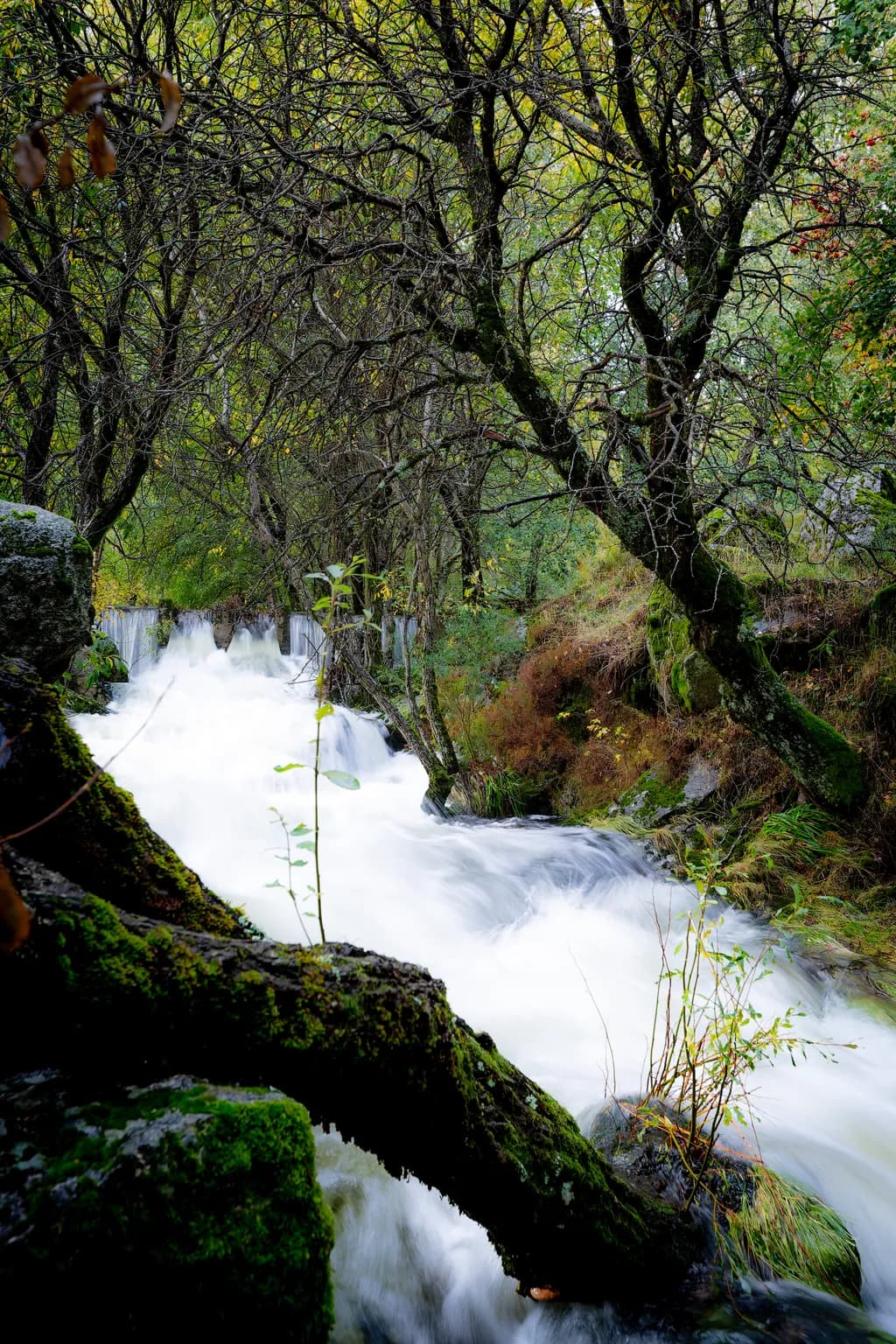 Rushing Moss Creek