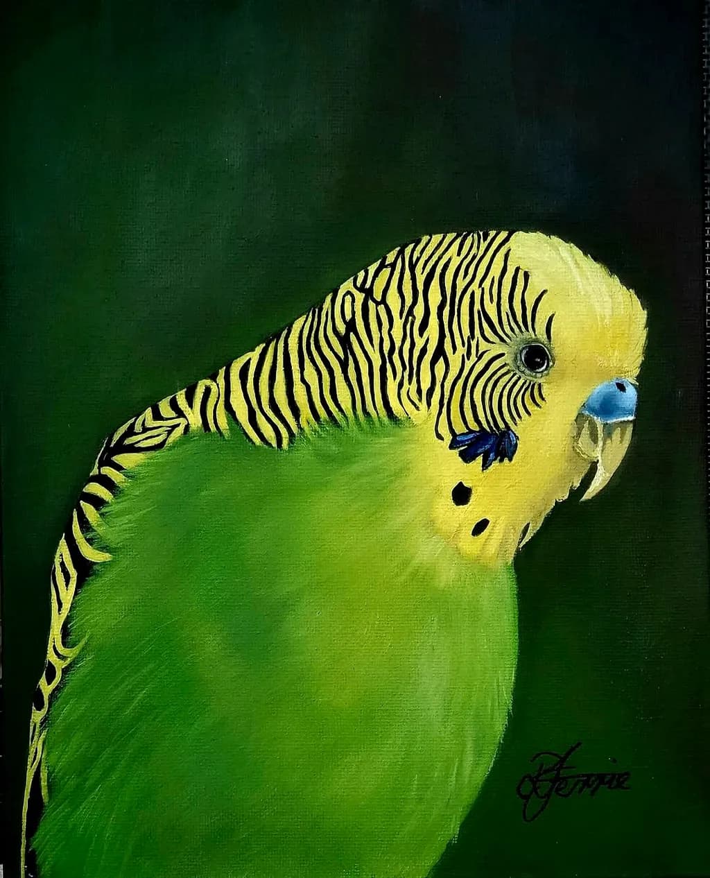 Budgerigar Portrait