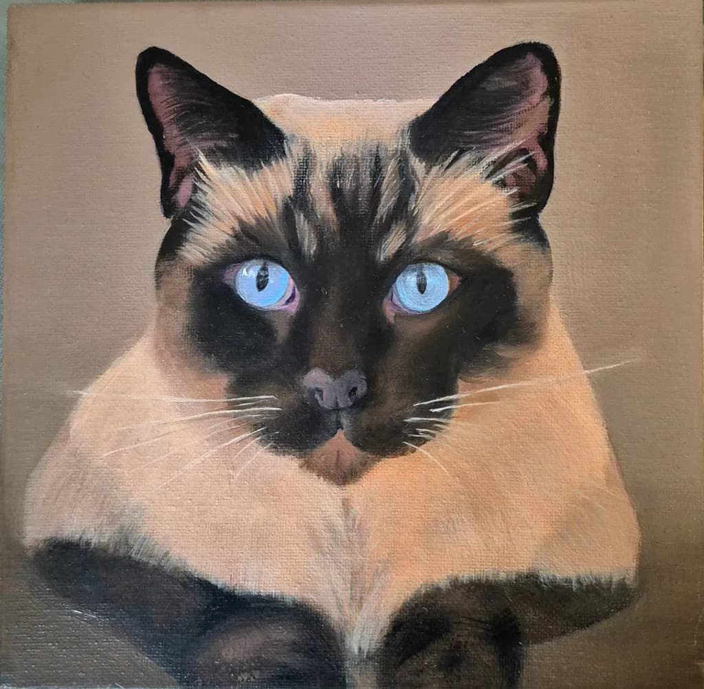 Blue Gaze Siamese