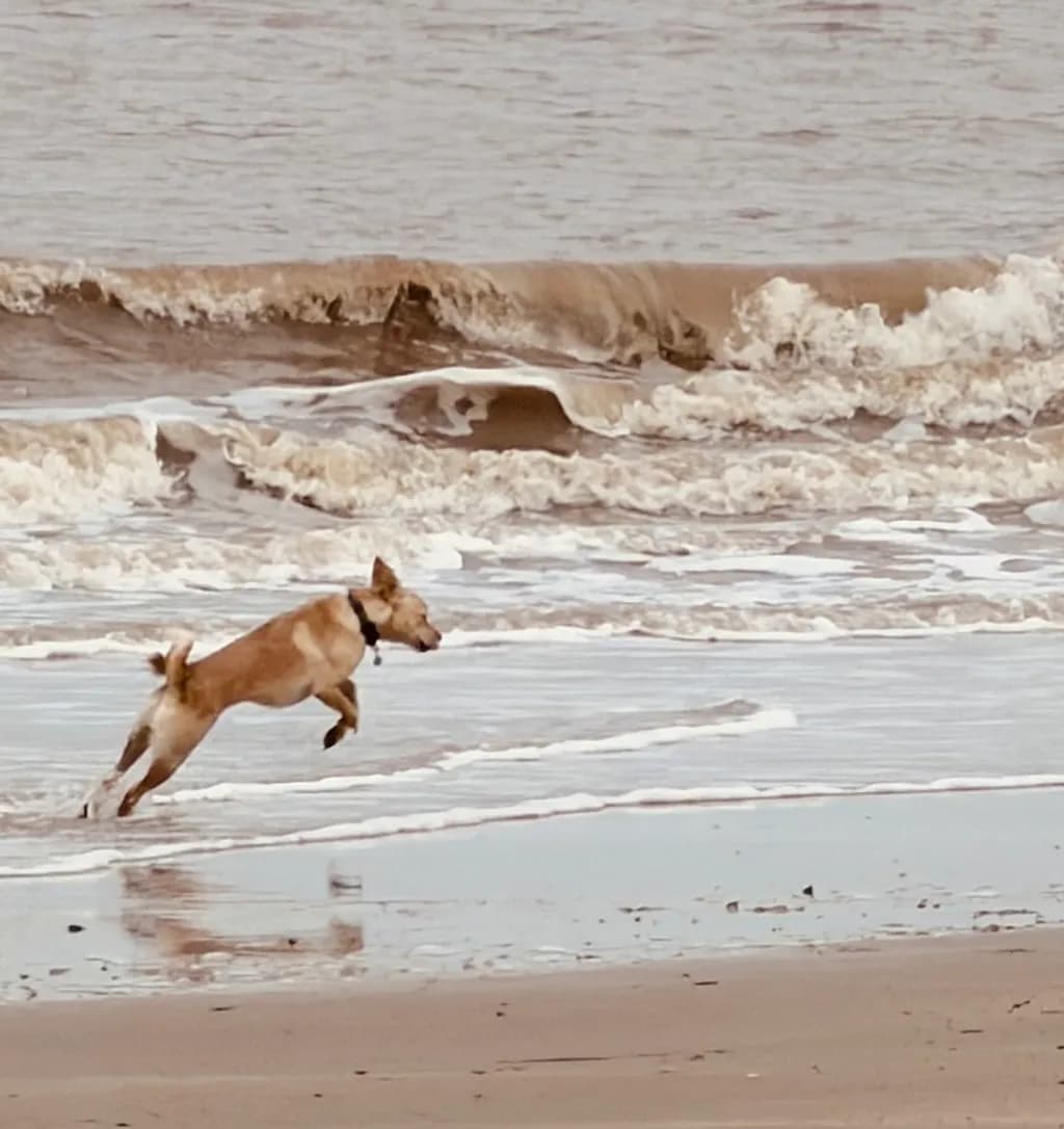 Surf Sprint