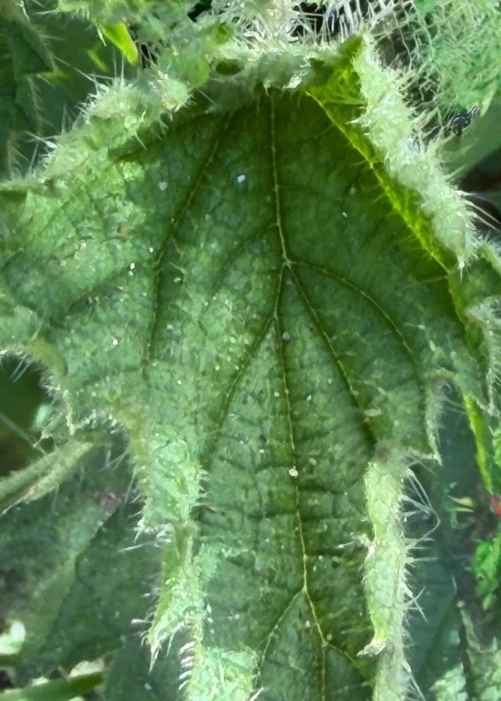 Textured Green Veil