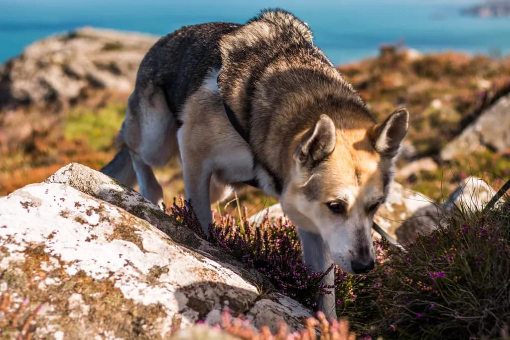 Exploring Pup