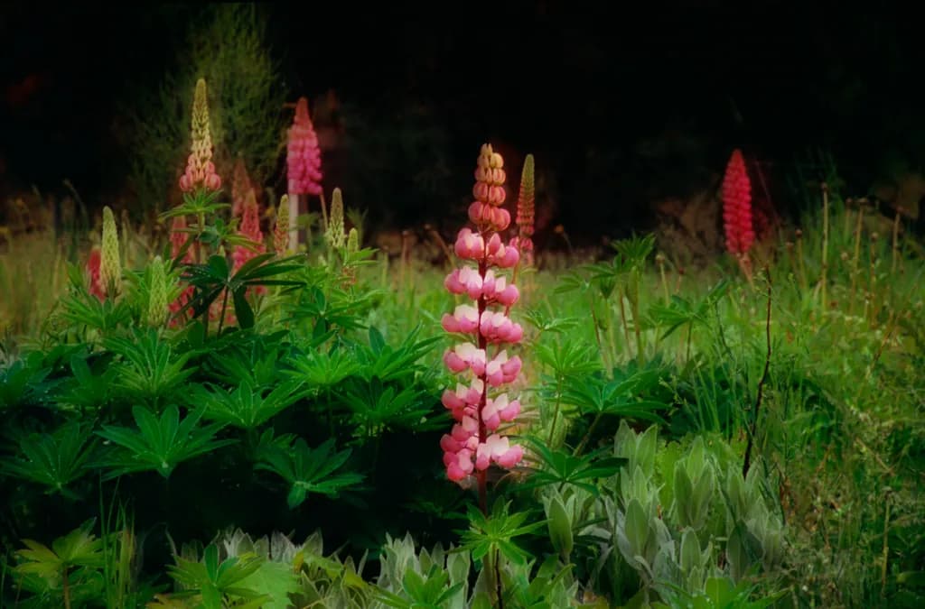 Pink Lupins