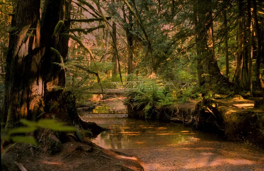Sunshine Coast Stream
