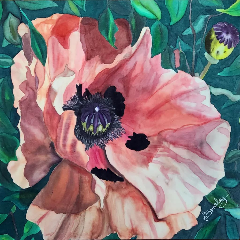 Pink Poppy