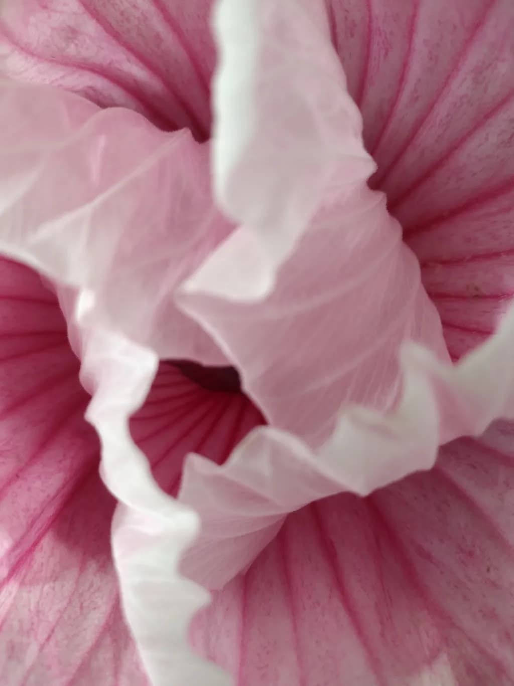 Petal Embrace