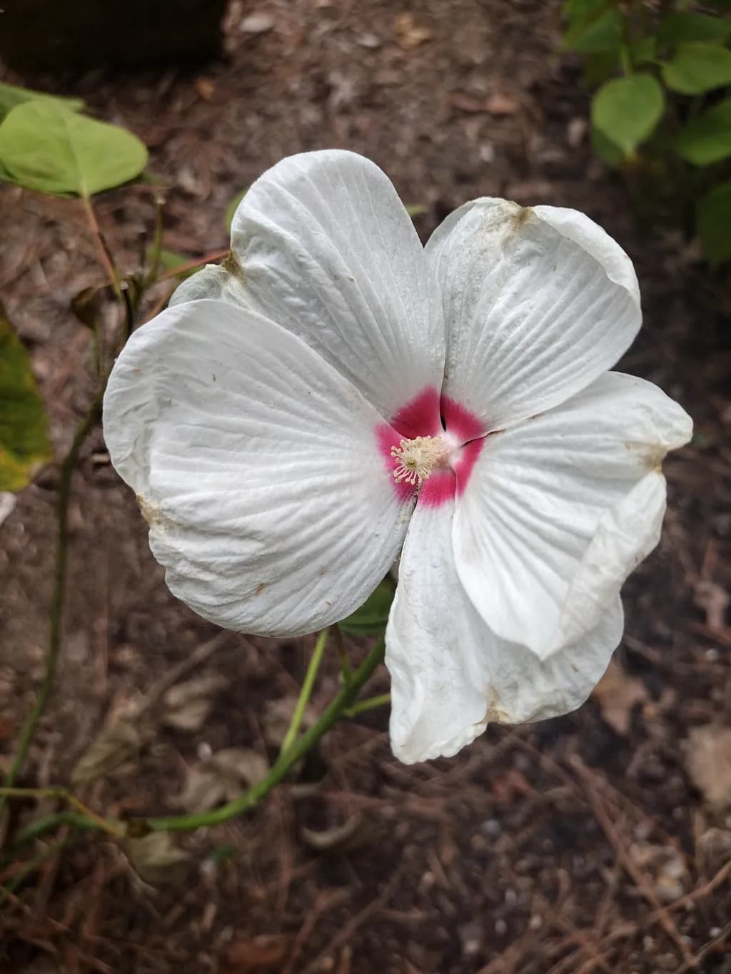 White Hibiscus Blossom