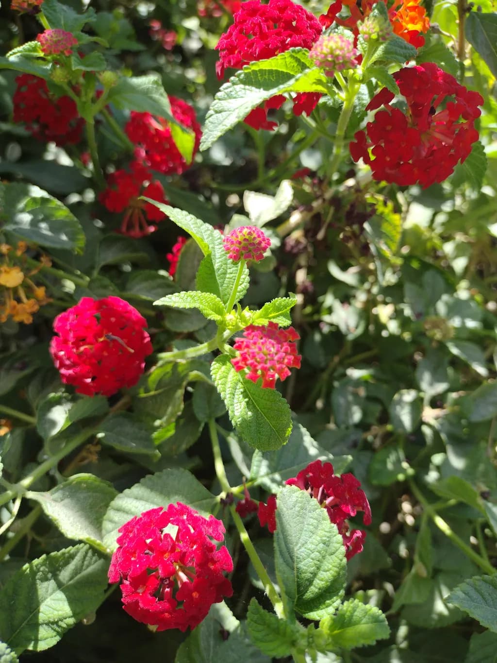 Crimson Blooms