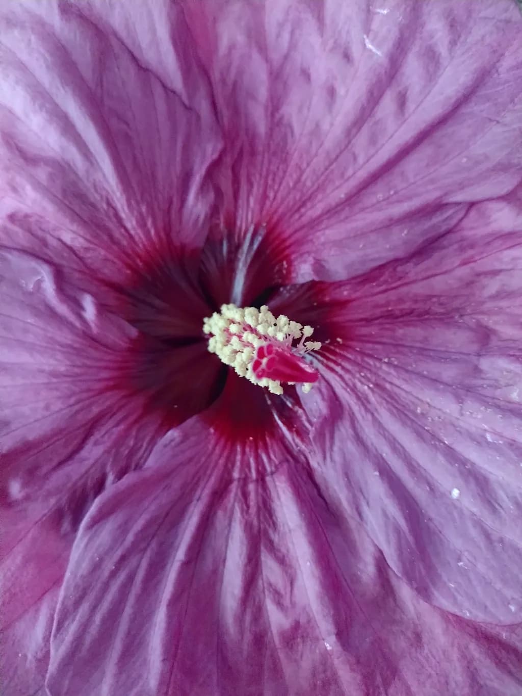 Hibiscus Elegance