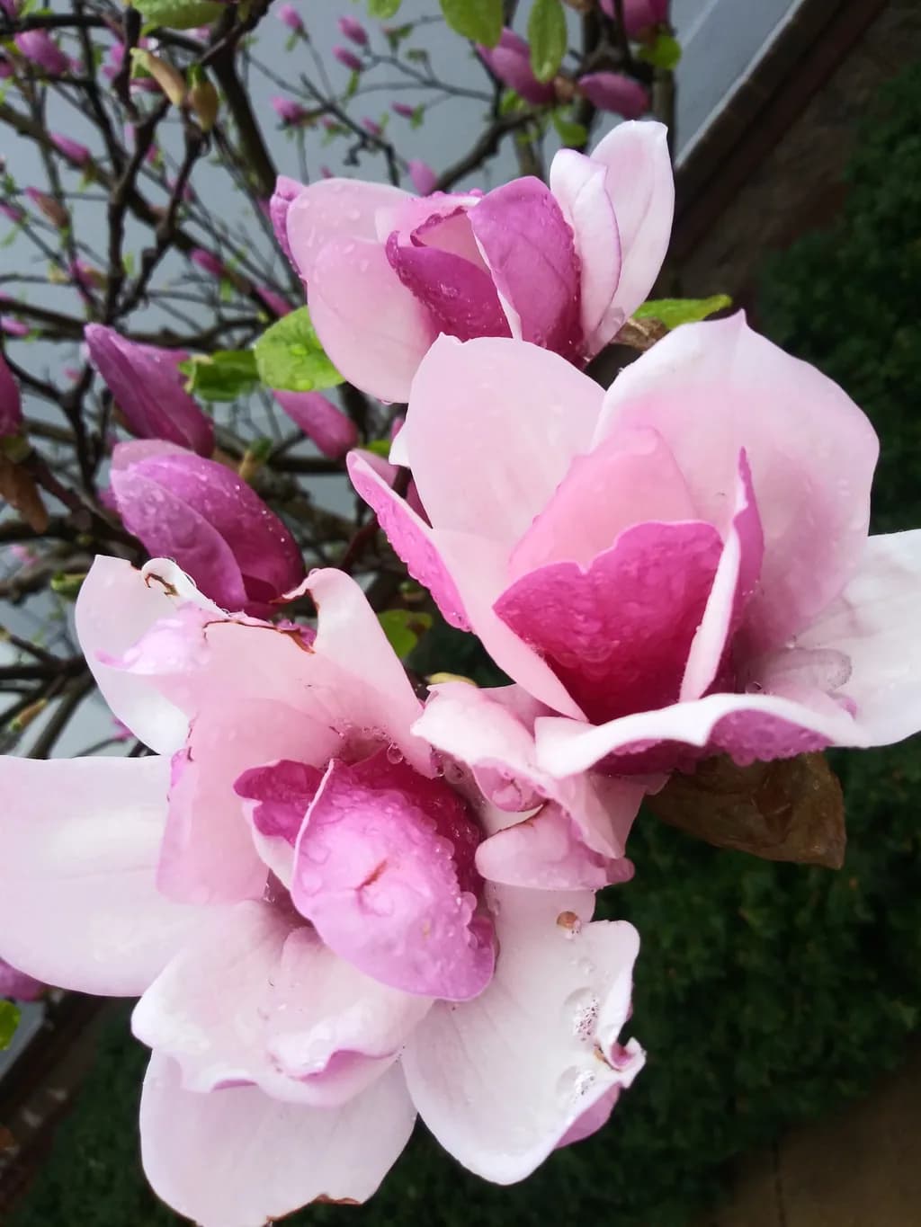 Magnolia Bloom