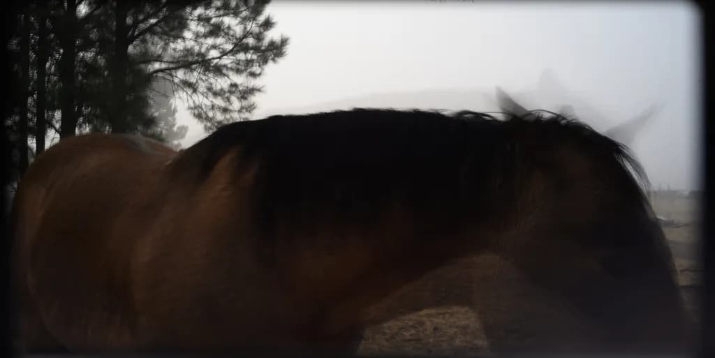 Shadowed Stallion
