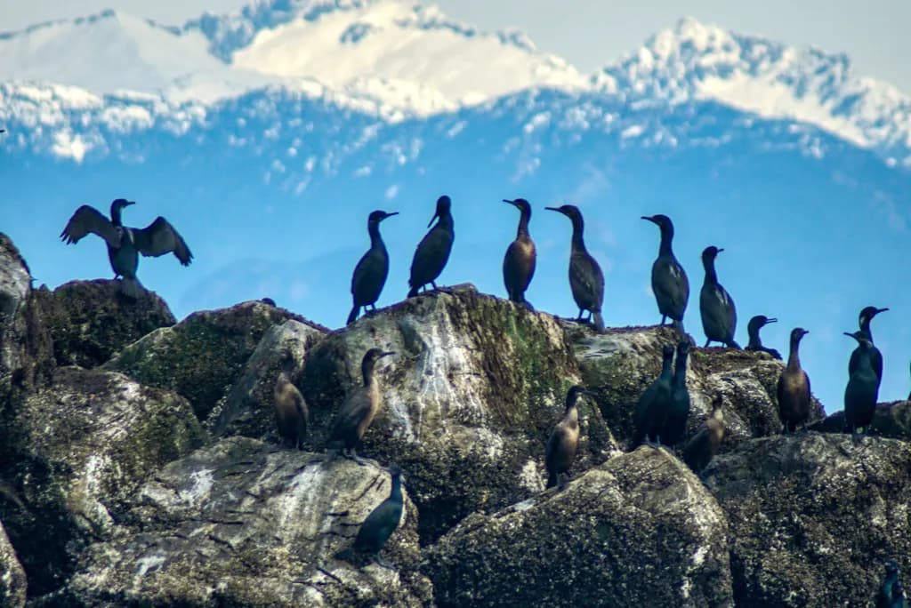 Birds on Rocky Ridge