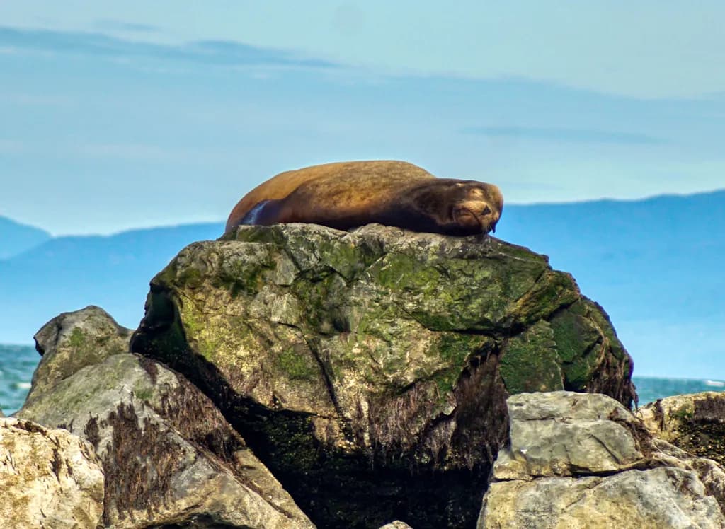 Seal on Rocky Shore