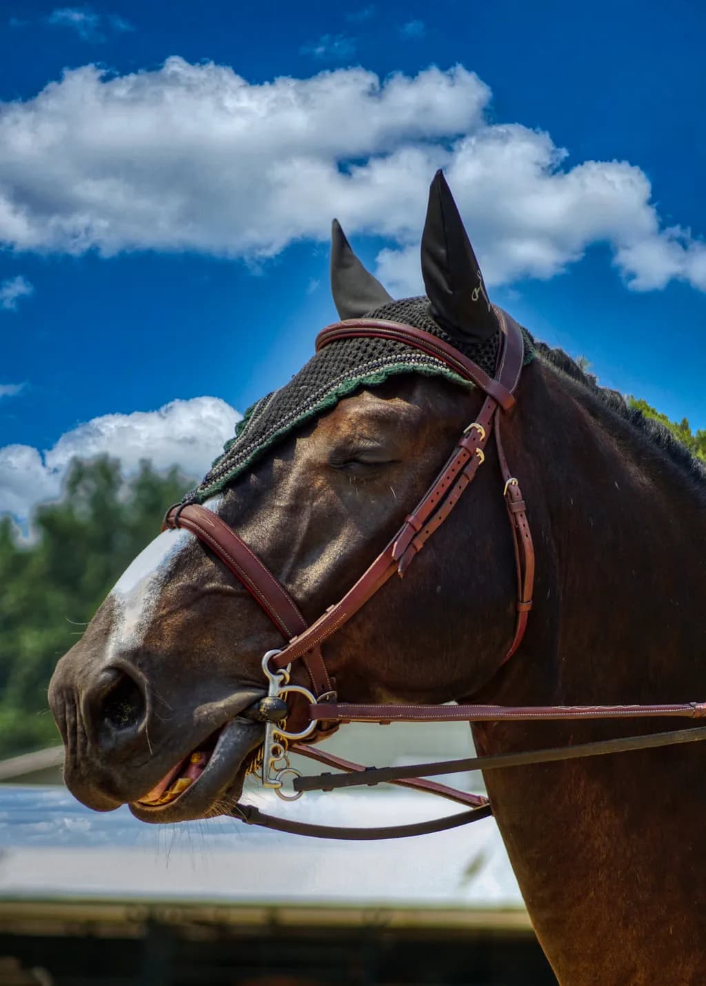 TB1a Horse Portrait