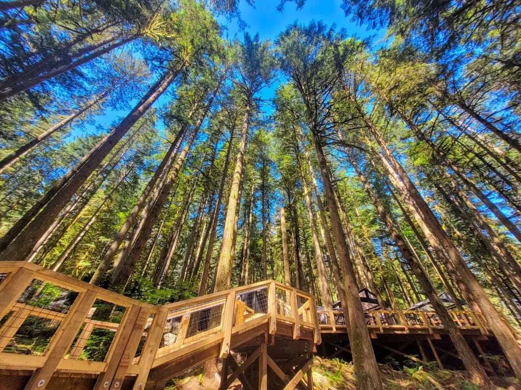 Forest Canopy Walk