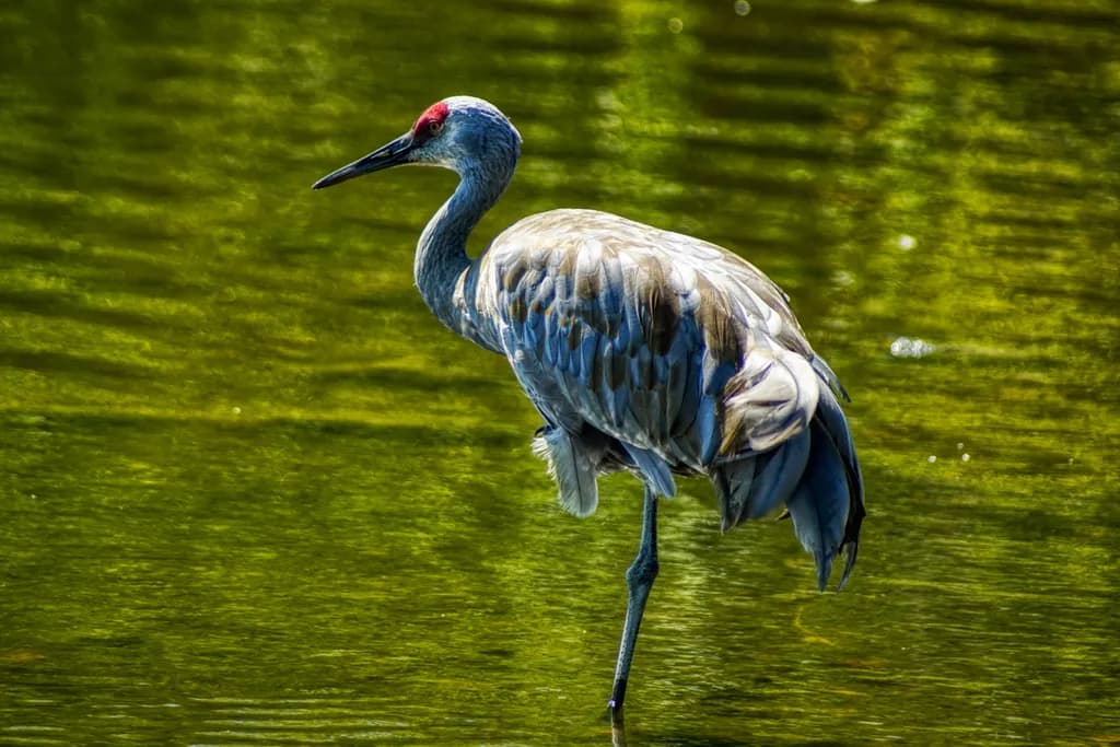 Crane in Water