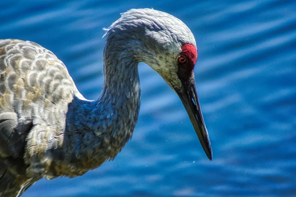 Crane Against Blue Water