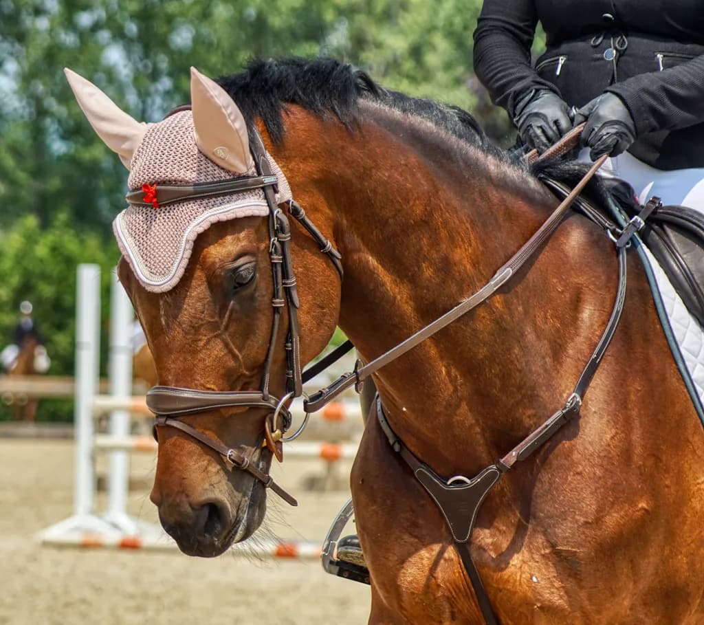 Chestnut Horse Equestrian