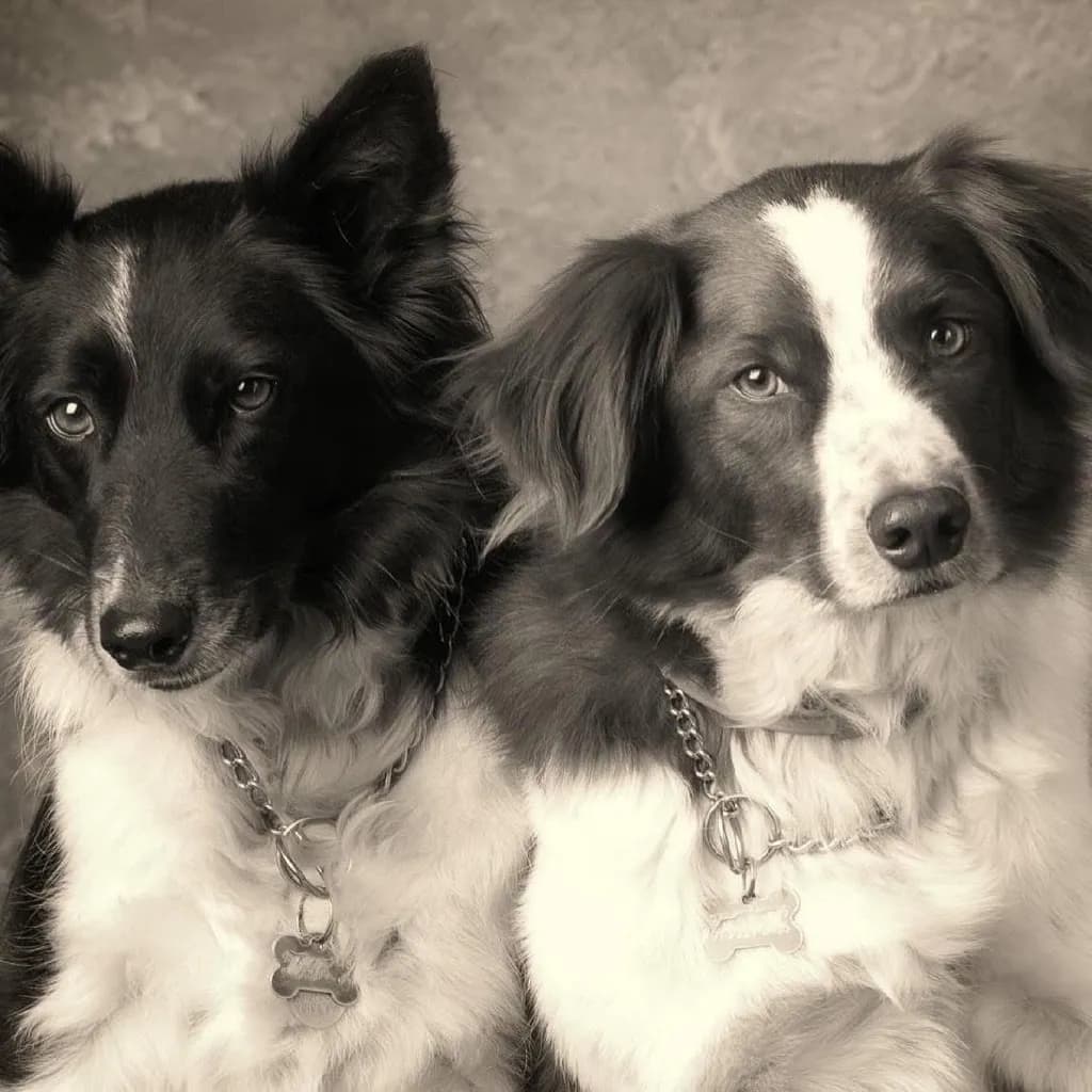 Canine Companions