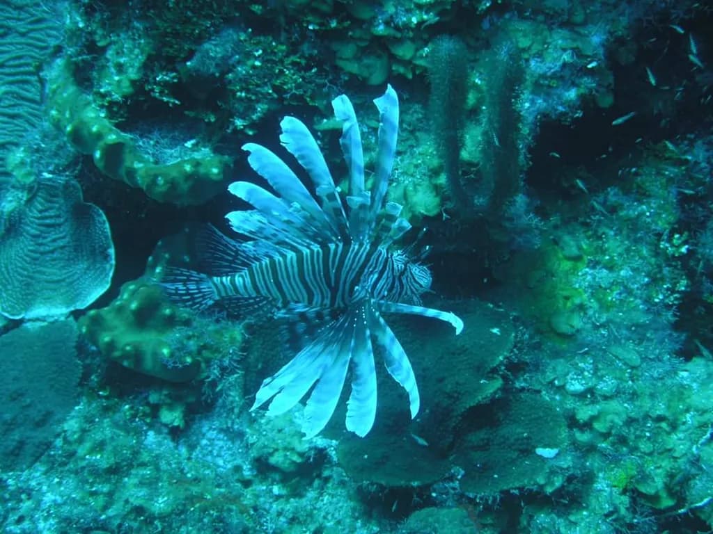 Coral Reef Encounter