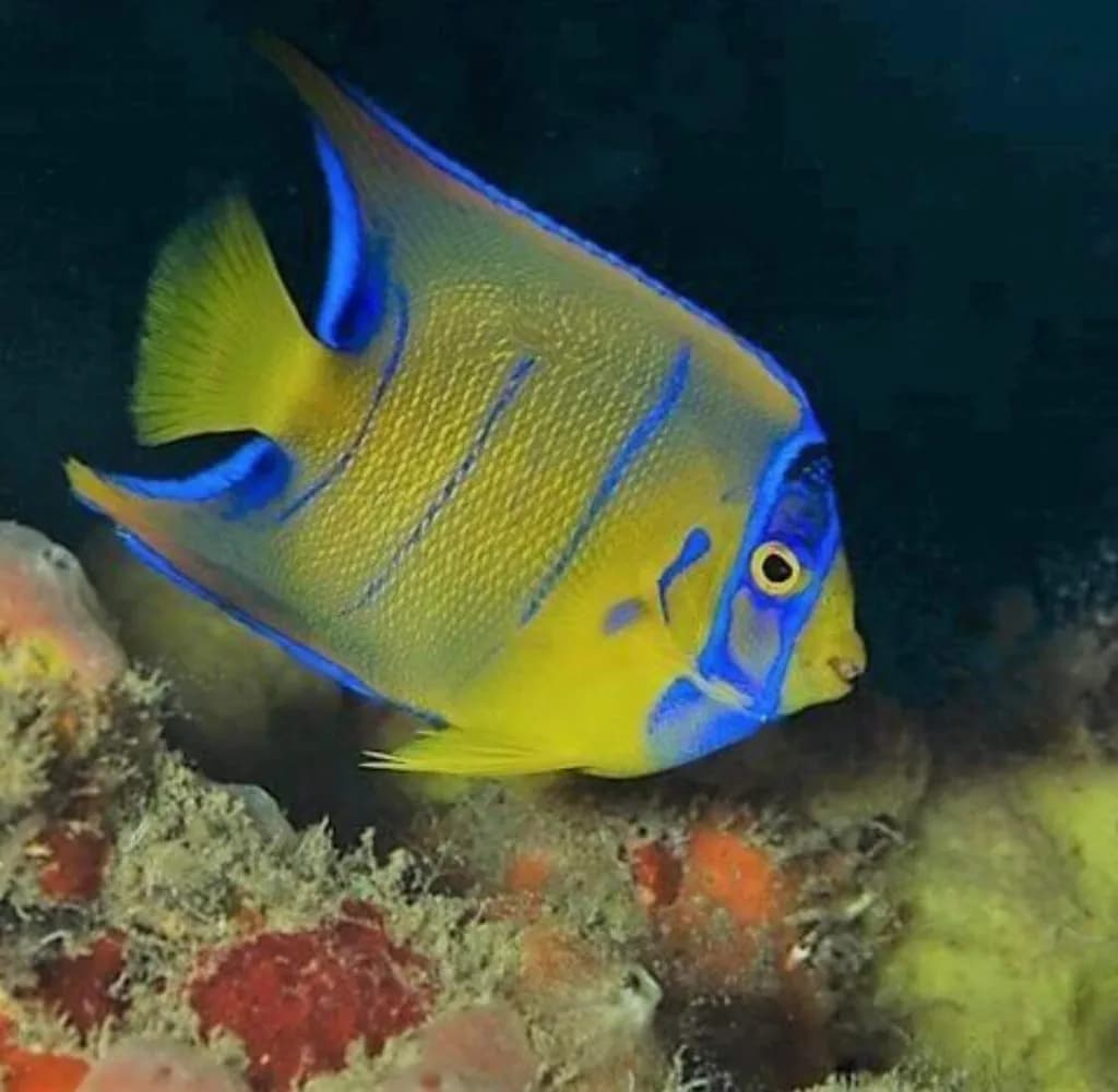 Angelfish Elegance