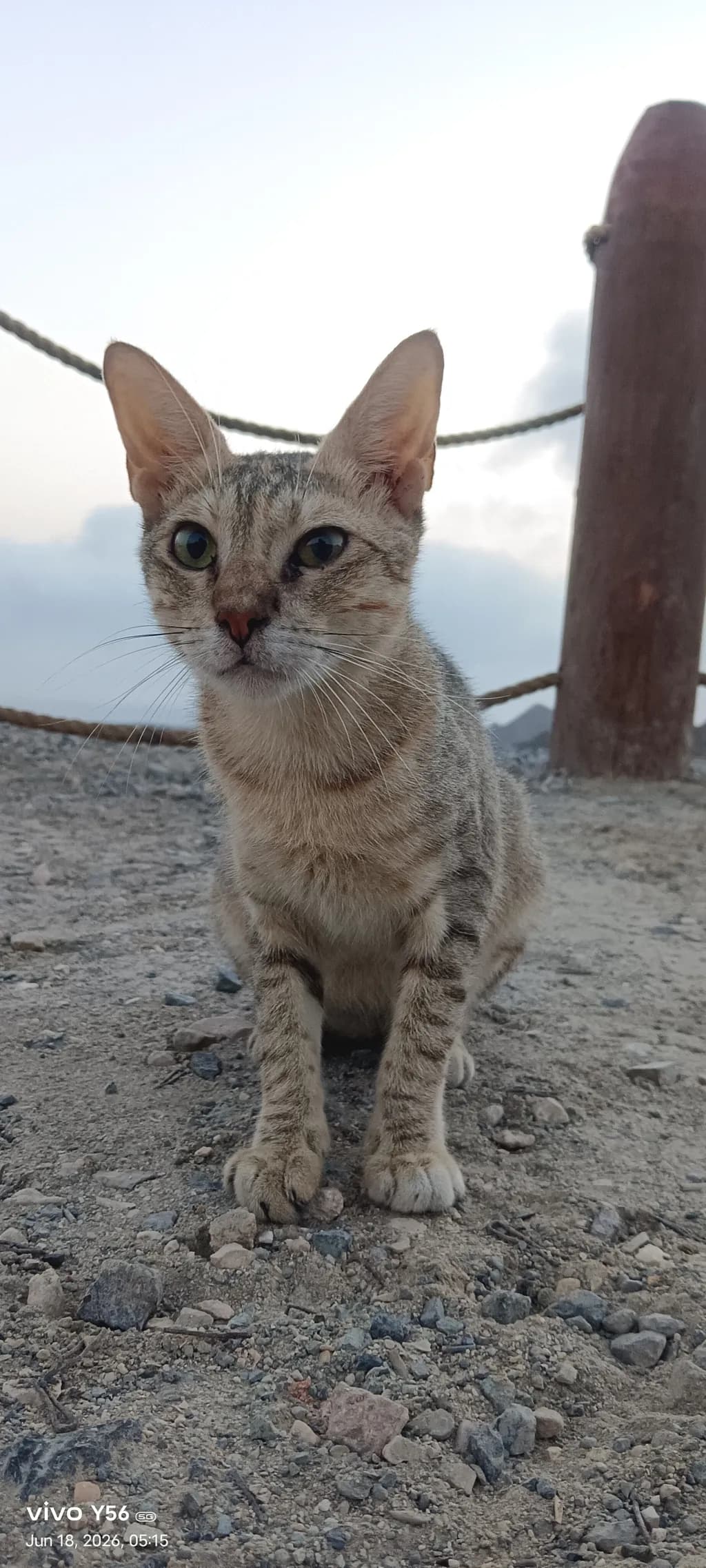 Curious Stray