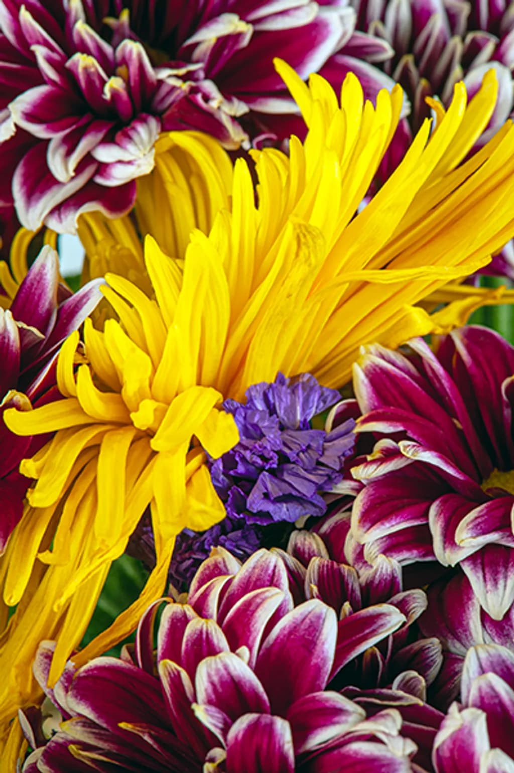 Chrysanthemum Radiance