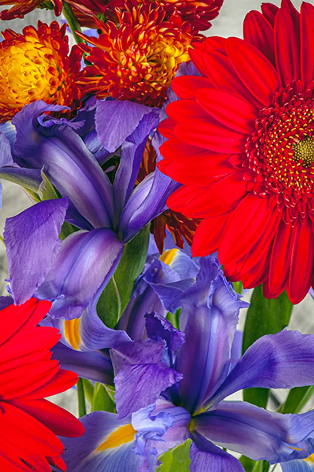 Iris Flame