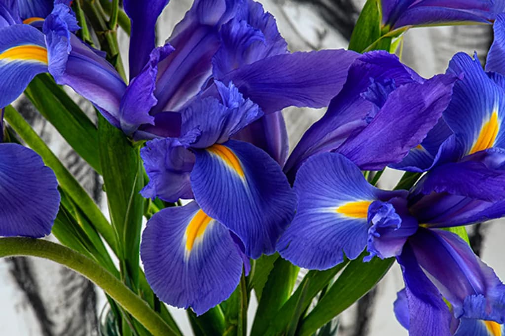 Iris Bloom
