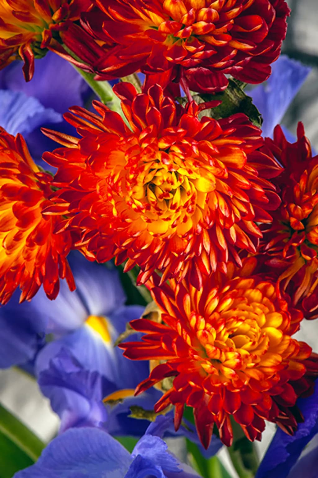 Flame Chrysanthemums