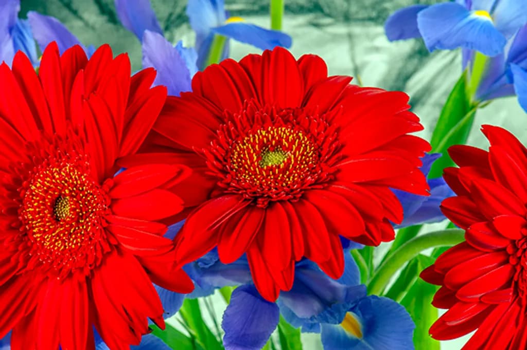 Crimson Gerbera and Iris Contrast