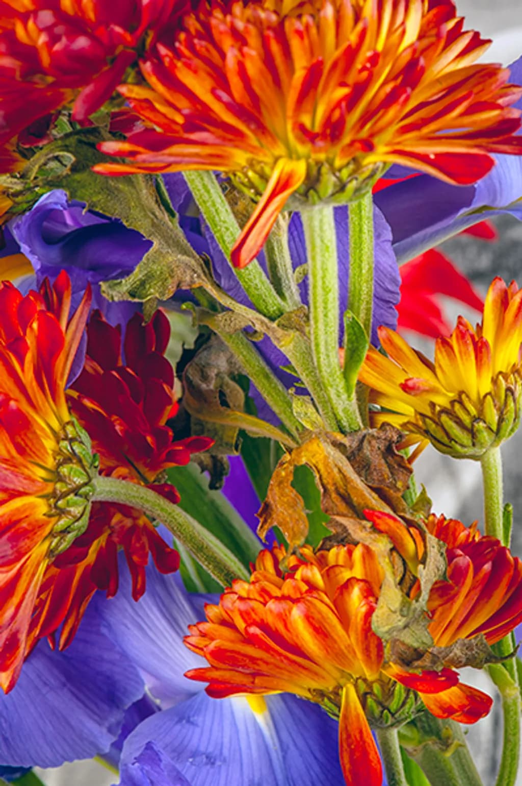 Fiery Violet Bloom