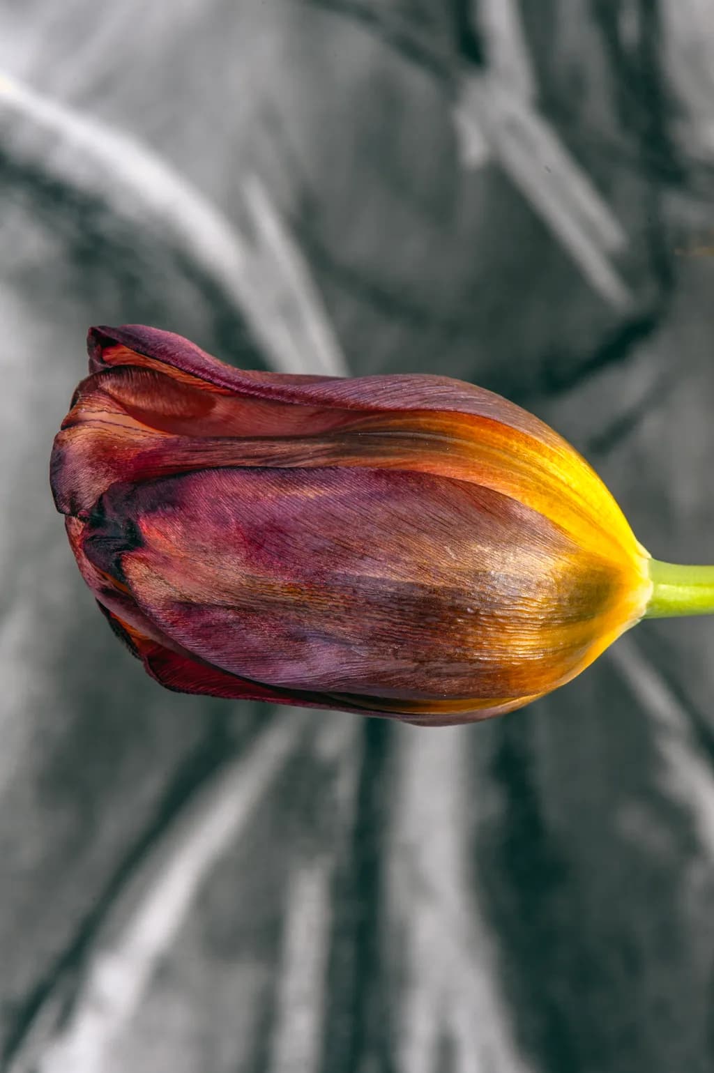 Harvest Glow Tulip