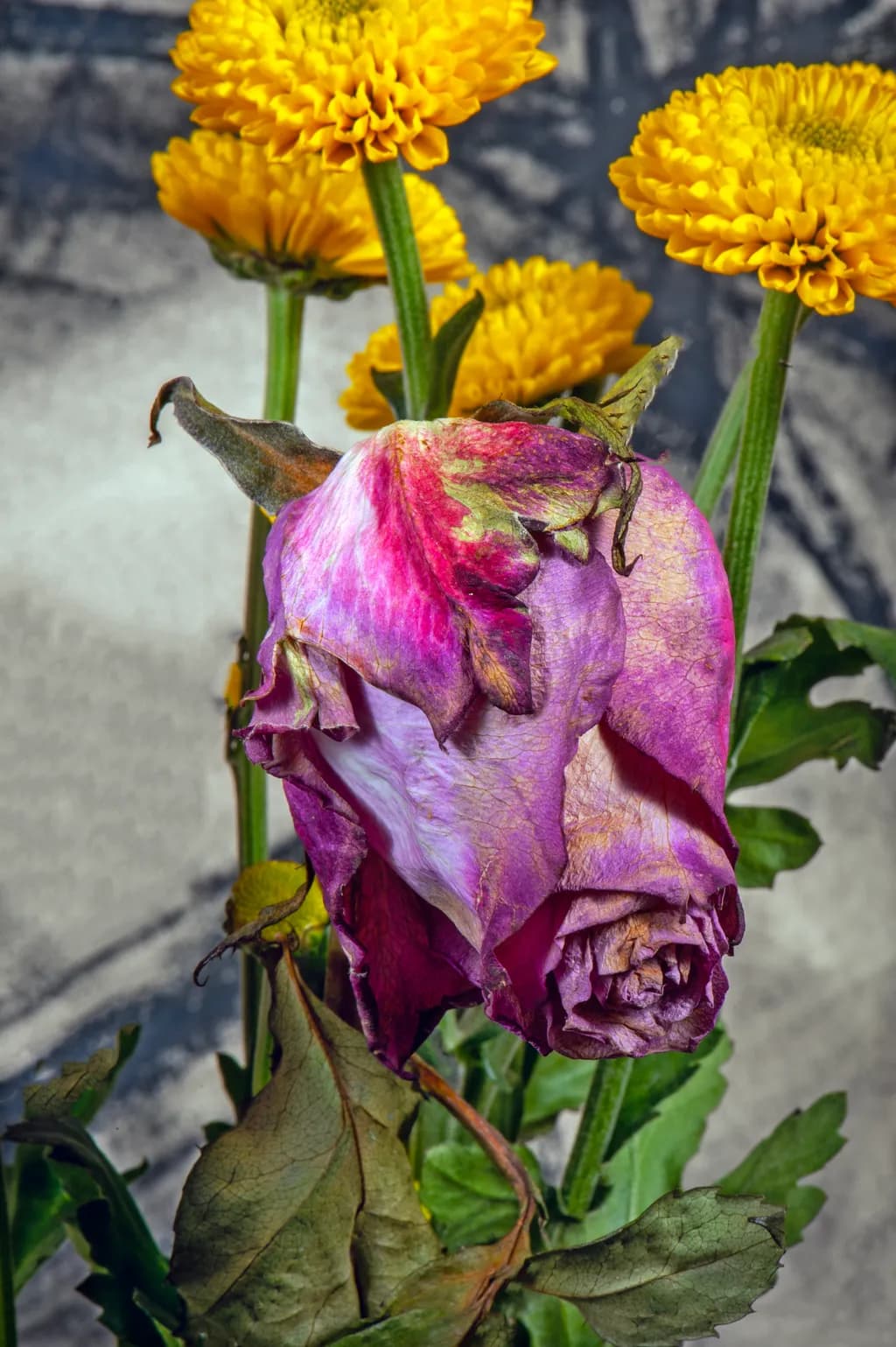 Fading Bloom