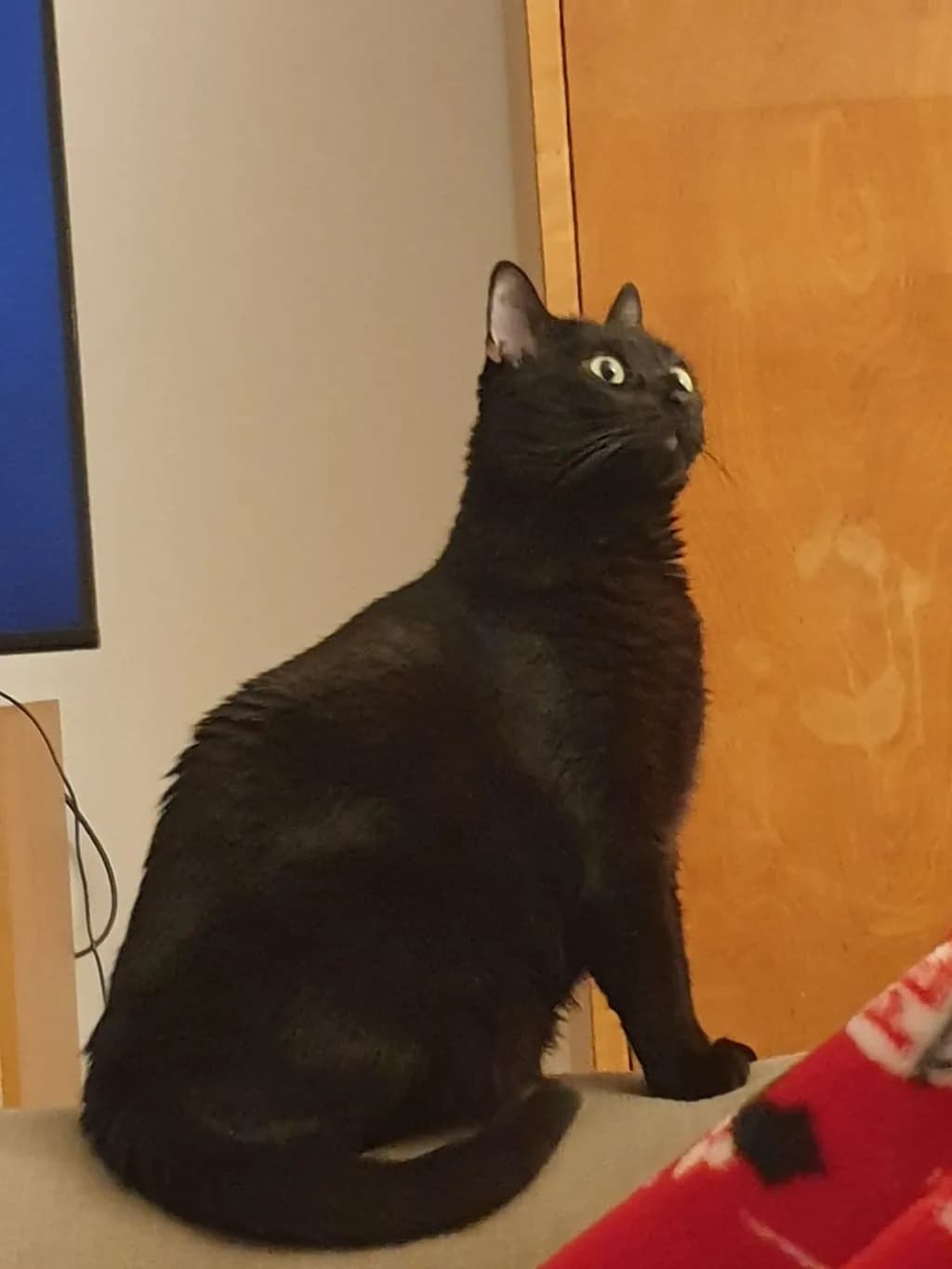 Curious Gaze