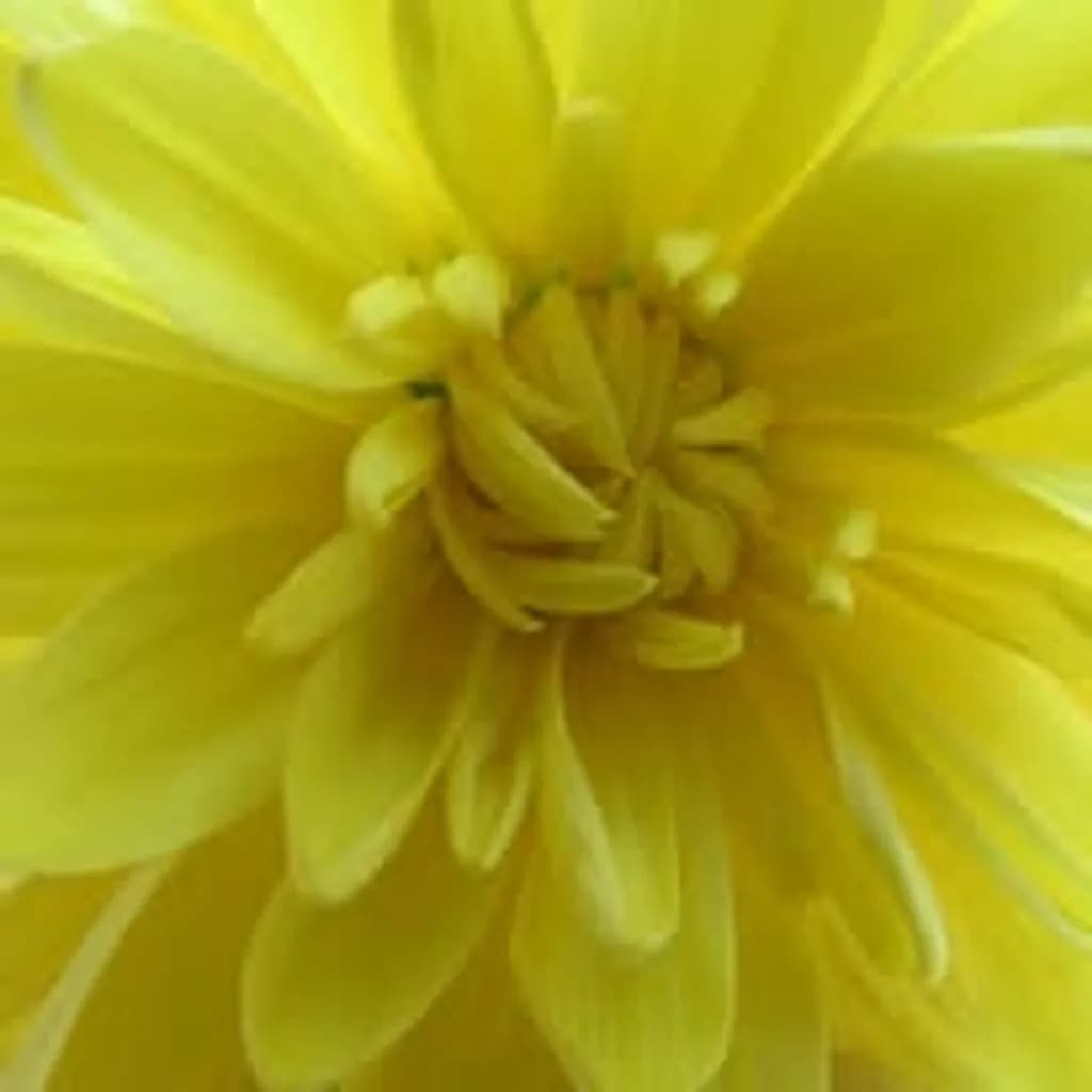 Golden Bloom