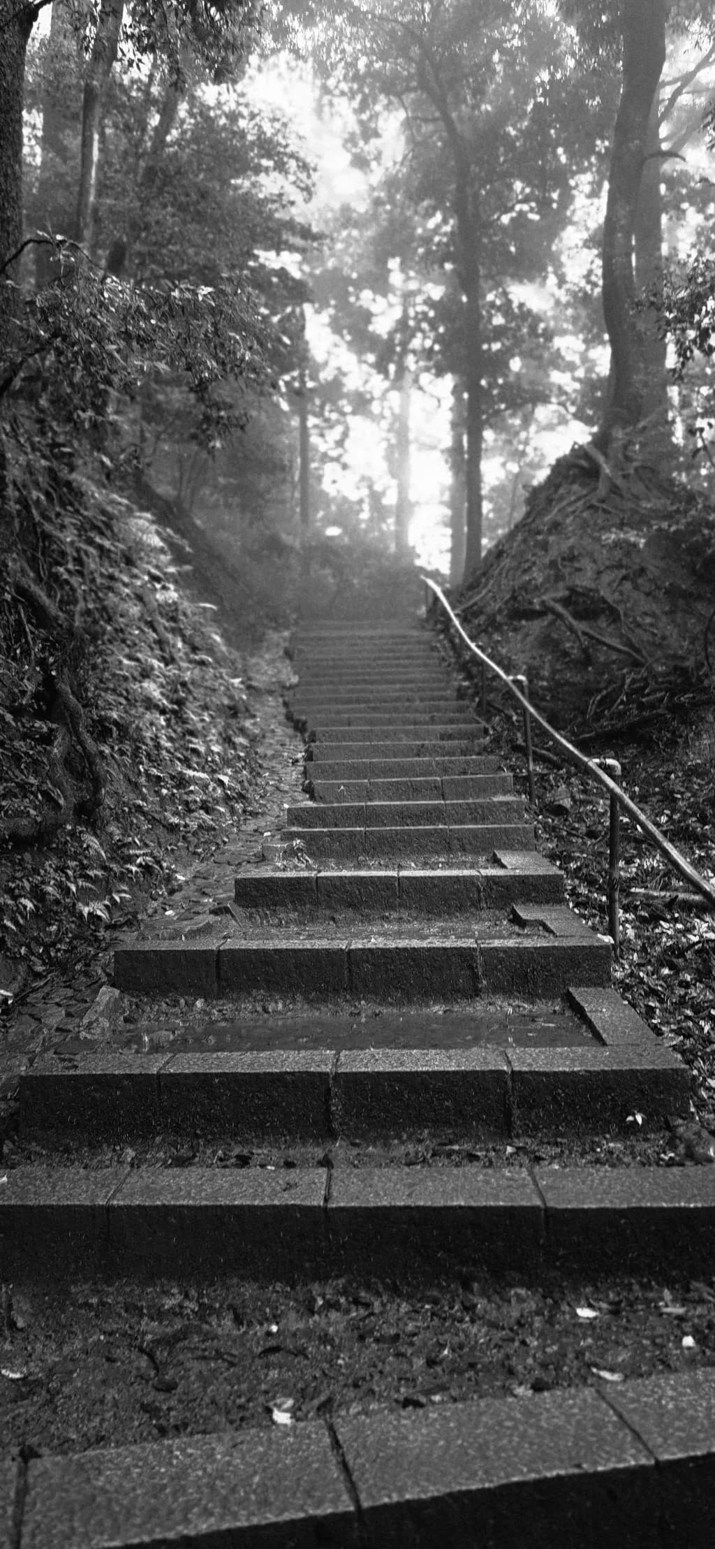 Misty Ascent