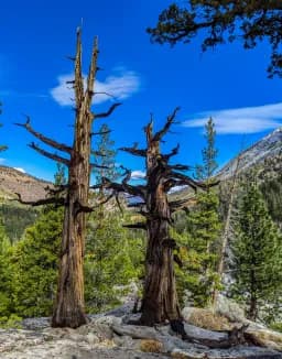 Forest and Mountain Trees