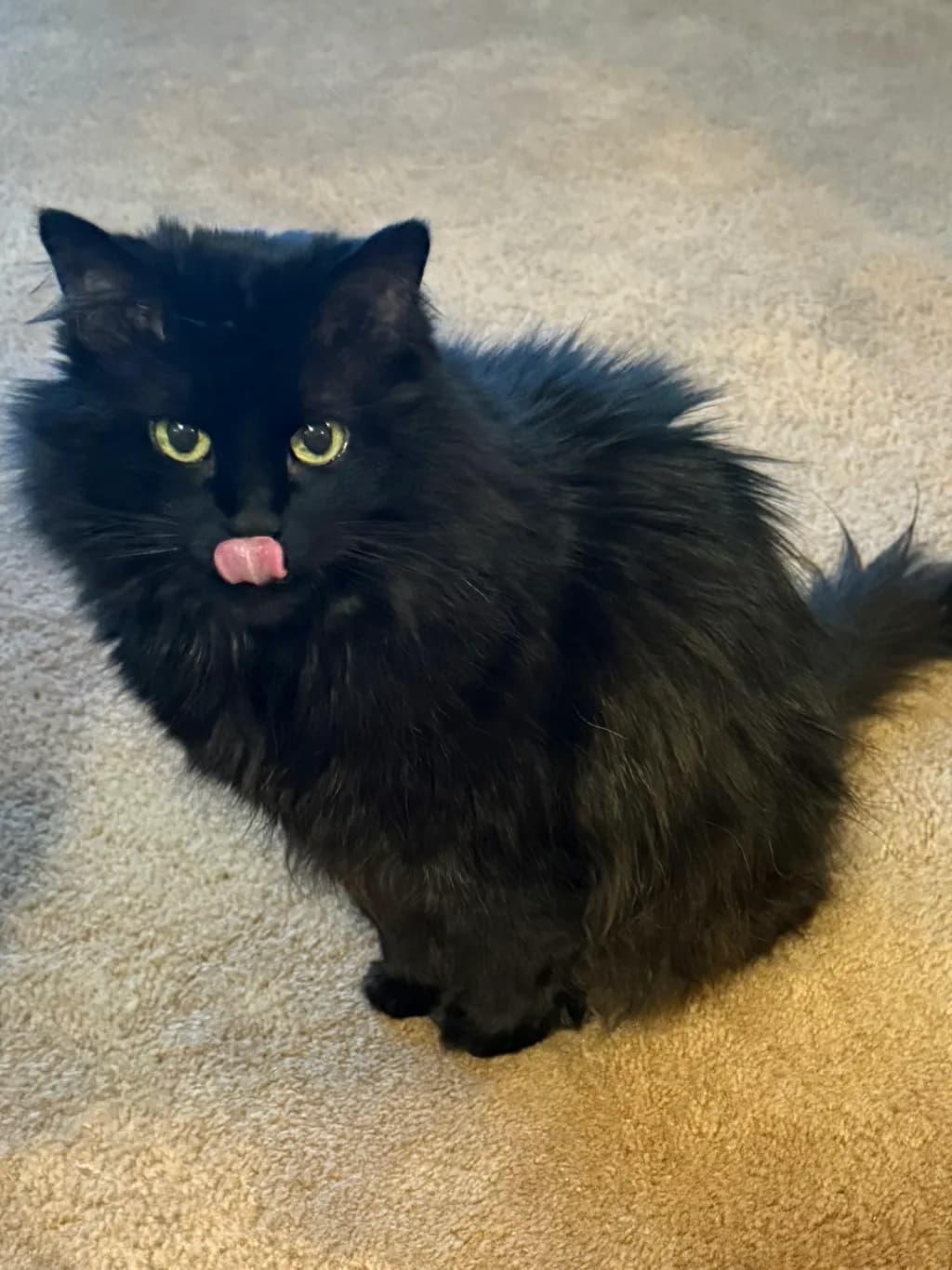 Midnight Lick