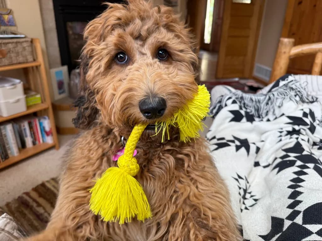 Curly Pup with Toy