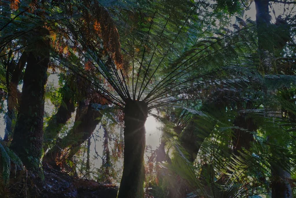 Tarkine Sunrise