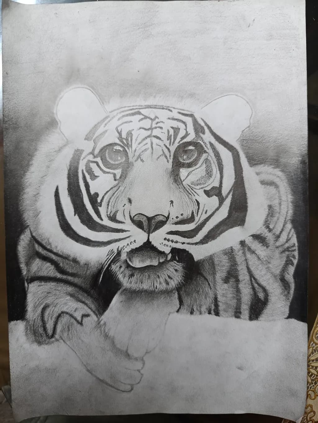 Tiger Gaze