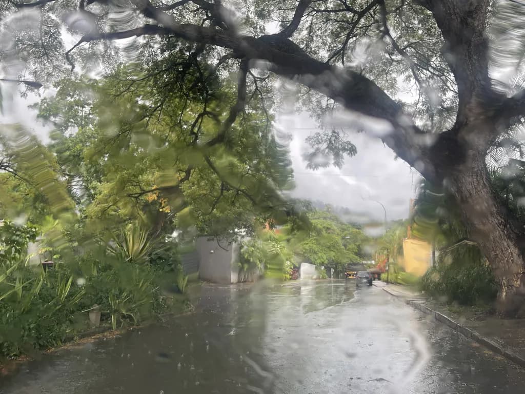 Rainy Tree-Lined Street