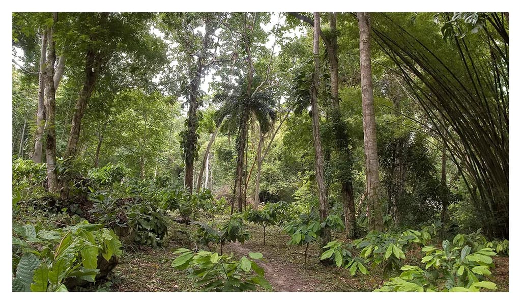 Hacienda El Casibi 1