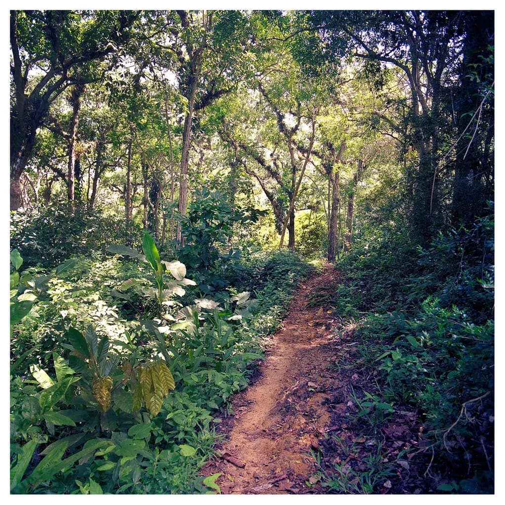 Camino Real Sabaneta