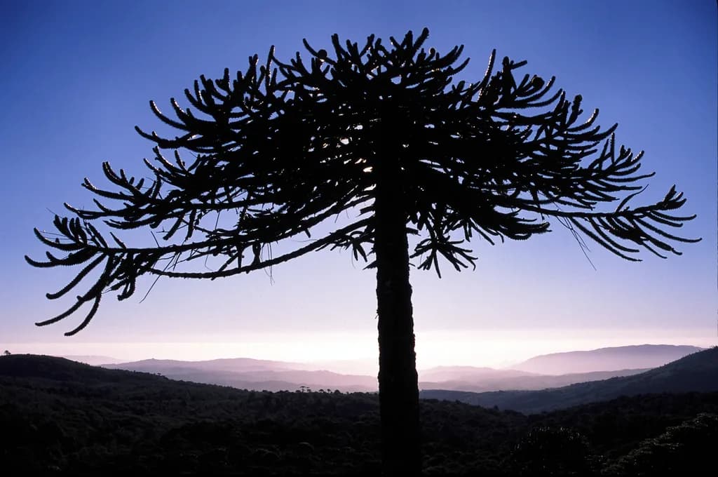 Araucaria Silhouette