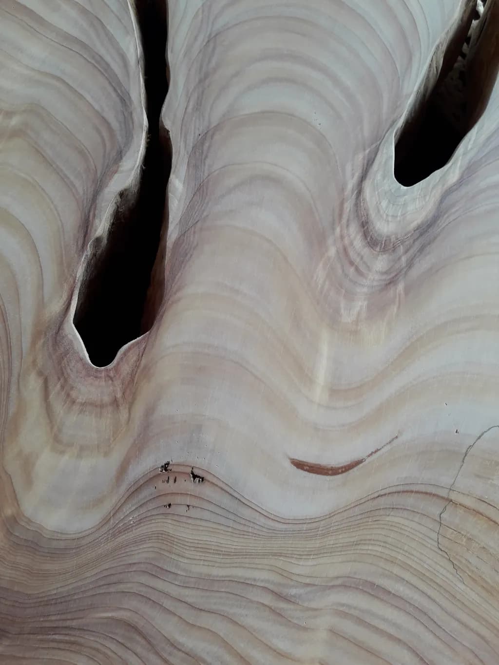 Wood Vein Abstract