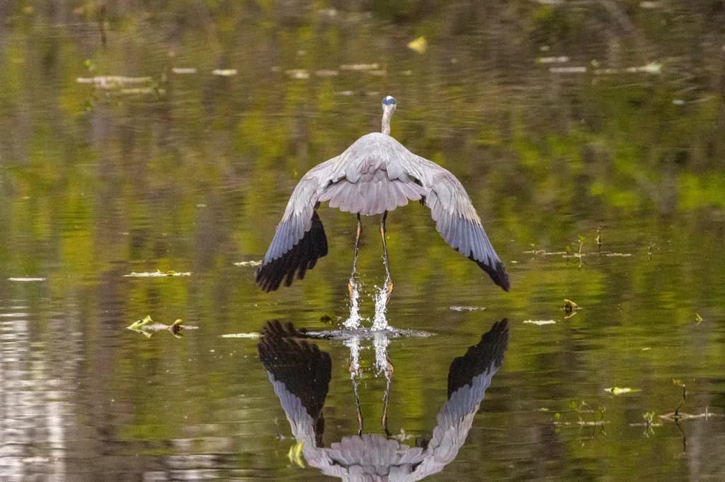 Wings of Reflection